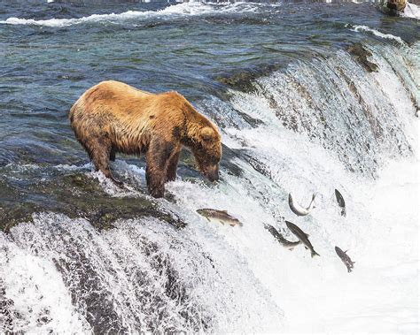 Brooks Falls Bear Photograph by Dan Baradon | Pixels