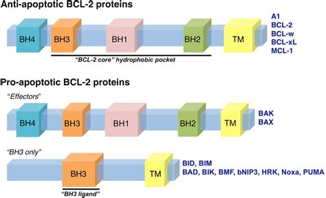 The BCL-2 family of proteins. The BCL-2 family of proteins is divided ...