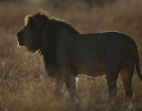 Cecil the Lion at Hwange National Park in Zimbabwe | Cecil the lion ...