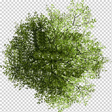 Tree Site plan Architecture, plan, green leafed plant, leaf, branch ...