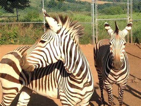 Rare Zebra Species Arrives at Smithsonian Conservation Biology ...