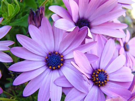 Daisies Lavender Purple Daisy Flowers Baslee Troutman Photograph by ...