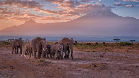 Kilimanjaro Elephants – Bing Wallpaper Download