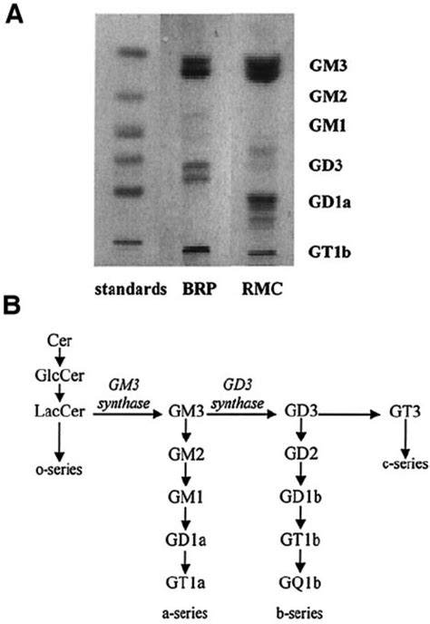 Gangliosides pattern of pericytes and mesangial cells. A : Gangliosides ...