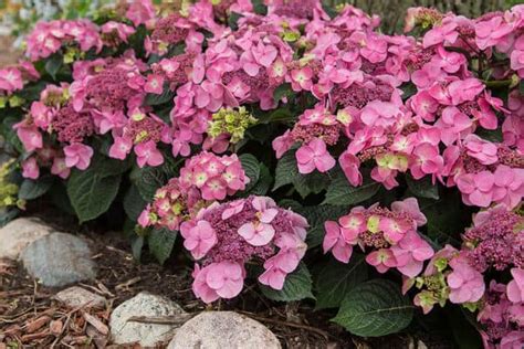 Pop Star Hydrangea - 2 Gallon Container - Grimm's Gardens