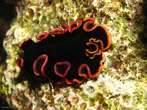 Real Monstrosities: Turbellarian Flatworm