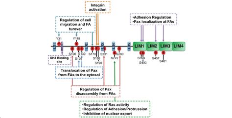 Paxillin structural and functional organization. Human paxillin protein ...