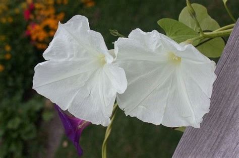 How to Grow Moonflowers: Night-Blooming Plants - Dengarden