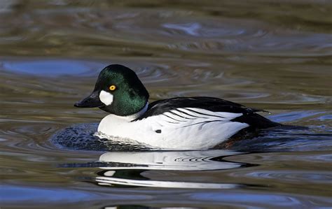 17 Winter Birds in Missouri (With Photos) - Sonoma Birding