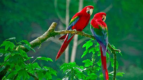 nature, Animals, Wildlife, Macaws Wallpapers HD / Desktop and Mobile ...