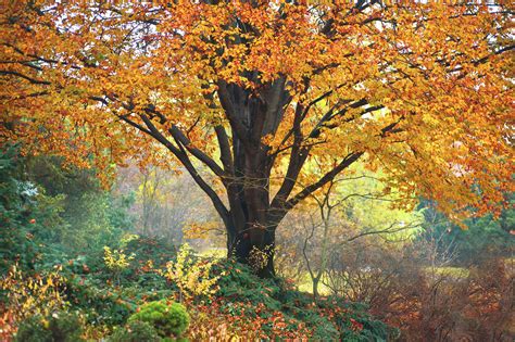 European Beech: Plant Care & Growing Guide