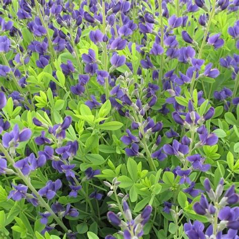 Baptisia australisBlue Wild Indigo | Wild indigo, Purple perennials ...