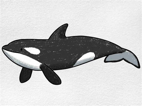 Killer Whale Drawings Kids