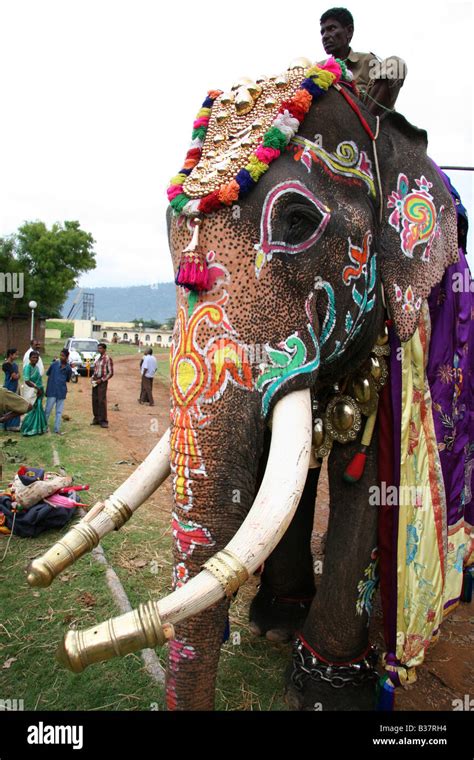 The elephants are prepared for the Dasara celebrations in Mysore, India ...