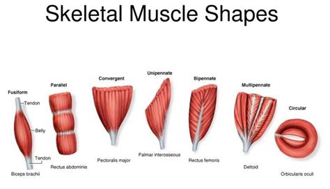 Skeletal muscle shapes | Human muscle anatomy, Muscular system anatomy ...