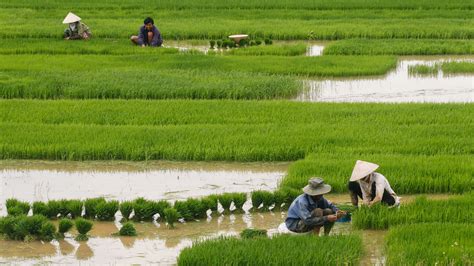 How rice farming may have spread across the ancient world | Science | AAAS