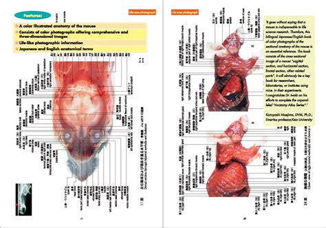 Anatomy Of Mouse - Anatomical Charts & Posters