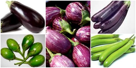 Brinjal Varieties In West Bengal - Taka Vegetable