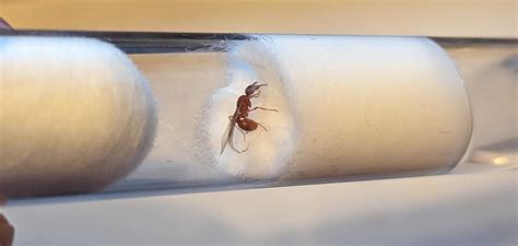 Idenficitation: Myrmica rubra queen (~0.7cm)? : r/antkeeping