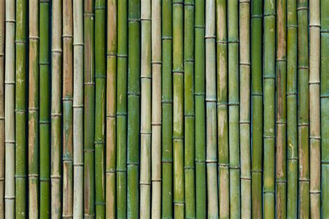 30,700+ Bamboo Stick Stock Photos, Pictures & Royalty-Free Images - iStock