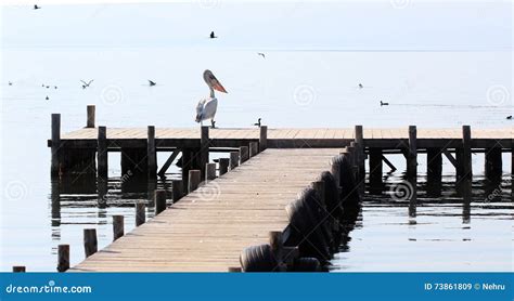 Birds on a Pier on the Lake Prespa, Macedonia Stock Image - Image of ...