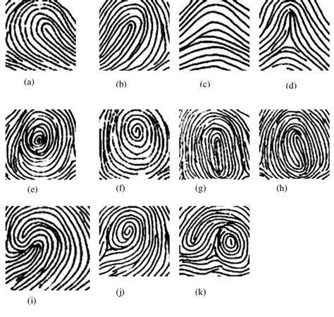 3: Basic patterns of fingerprints-(a) Ulnar Loop (b) Radial Loop (c ...