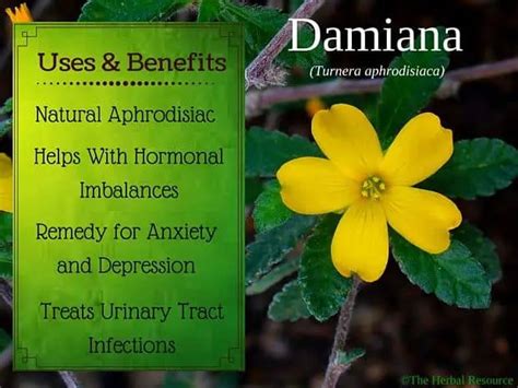 Damiana Herb - Side Effects, Uses and Benefits