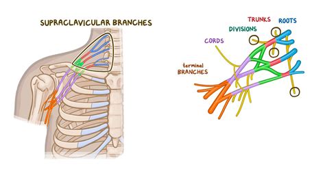 Brachial Plexus Anatomy