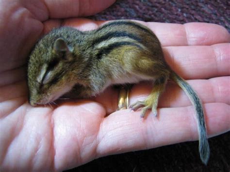 What To Feed A Baby Chipmunk: A Complete Care Guide - Squirrels at the ...