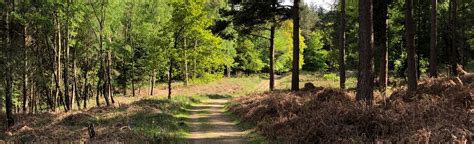 Ashdown Forest Extended Walk, East Sussex, England - 164 Reviews, Map ...