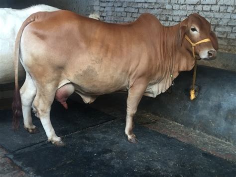 Sahiwal Cow Trader, Sahiwal Cow Supplier,Haryana, India