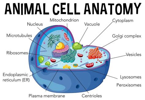 Animal Cell Stock Illustrations – 16,705 Animal Cell Stock ...