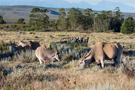 African wildlife in the fynbos - Africa Geographic