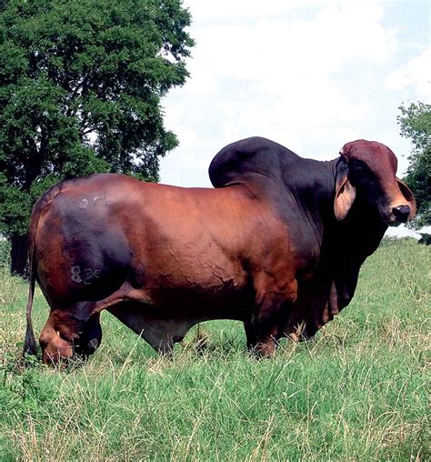 Participation in National Brahman Cattle Show Announced by Moreno ...