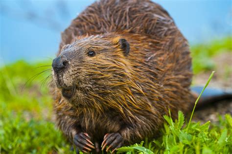 Animal Symbolism: Beaver on Whats-Your-Sign.com