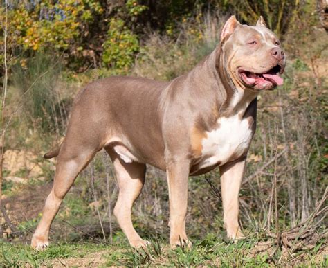 37 Excited American Bully Xl Pictures Photo 8K - Bleumoonproductions