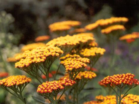 Flowers & Planets: Achillea