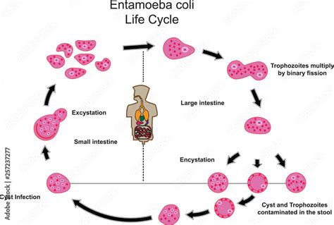 Entamoeba Coli Life Cycle