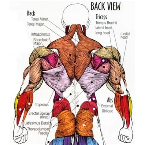 View Anatomy Back Muscles Quiz Gif | ikolouyt