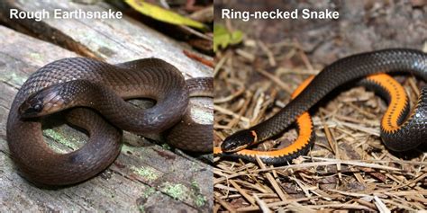 Ring-necked Snake – Florida Snake ID Guide