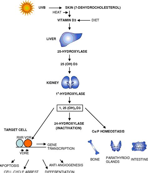 Figure 1 from Relative Expression of 1,25-Dihydroxyvitamin D3 Receptor ...