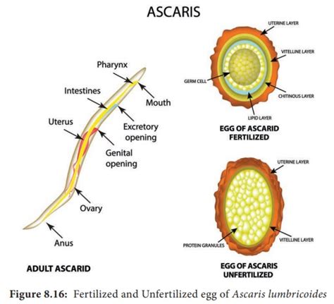 Nematode: Ascaris Lumbricoides - Geographical Distribution, Habitat ...