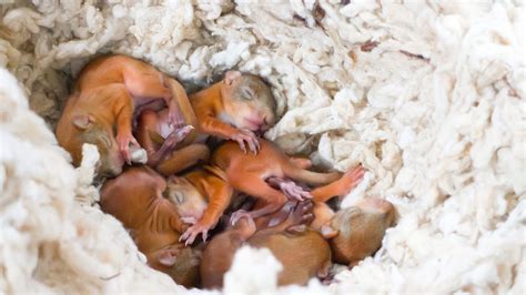 What Month are Baby Squirrels Born? – Squirrels Toronto