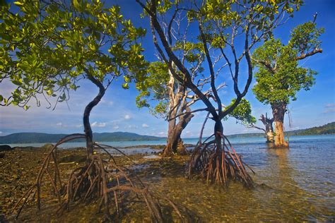 Mangroves of Coringa Wildlife Sanctuary | RoundGlass | Sustain