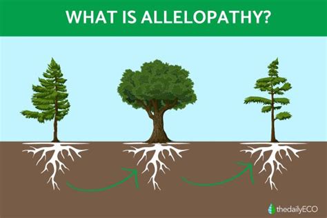 Allelopathy - Definition, Types, Examples and Ecological Importance