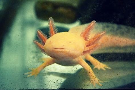 Axolotl Care Sheet: Tank Set Up, Diet, Breeding & More