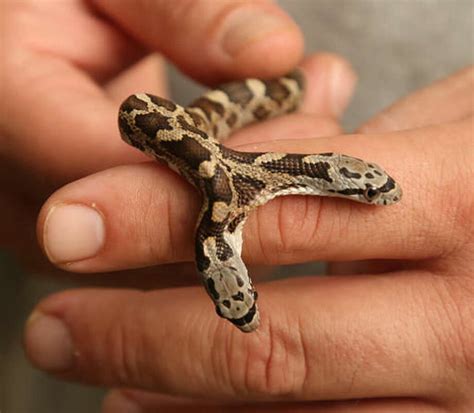 Two-headed rat snake gets new home at Central Texas zoo - Laredo ...