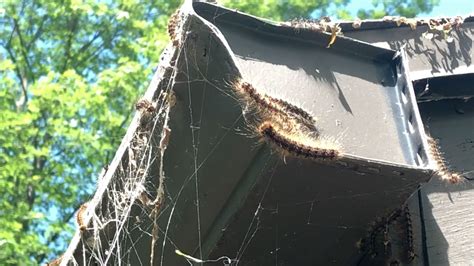 Gypsy moths damage Onanda Park in Canandaigua NY