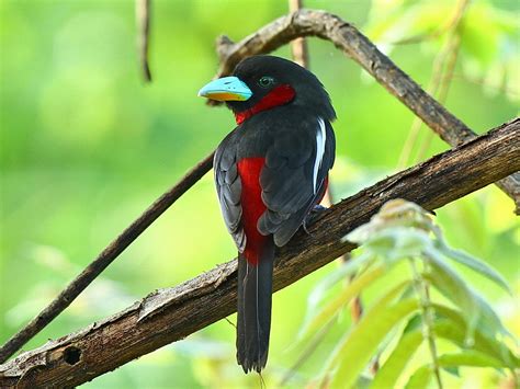 Birds of The World: BROADBILLs (Eurylaimidae)