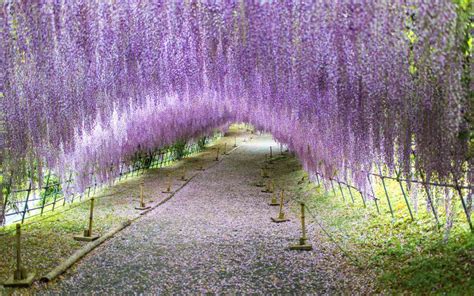 Where to See the Best Wisteria Blooms in Japan This Spring